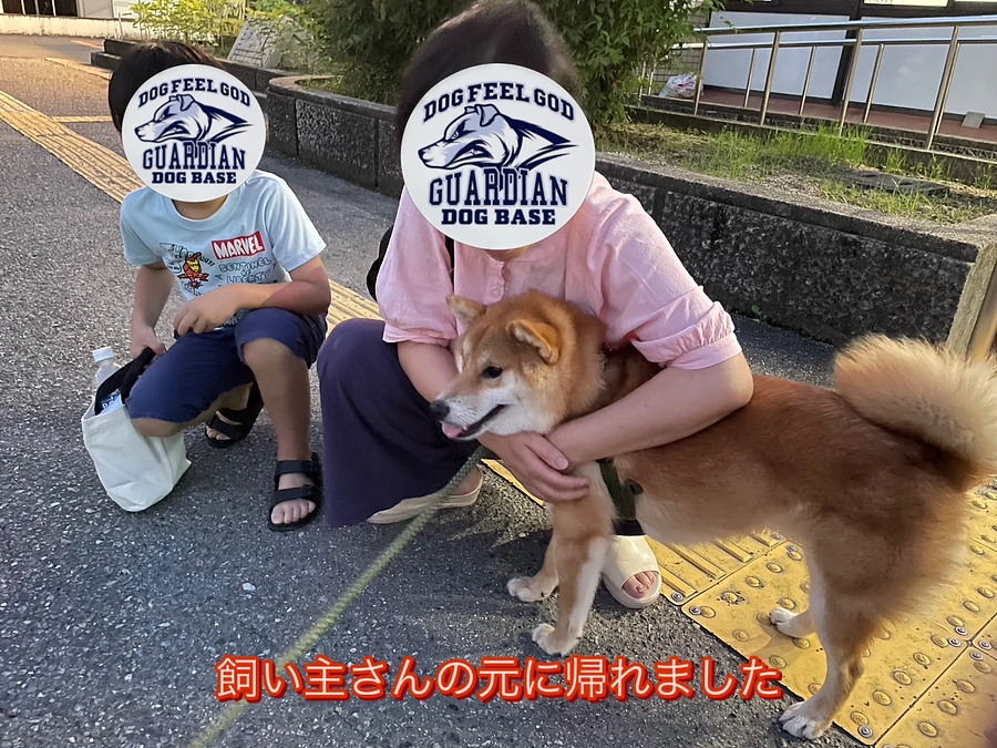 柴犬の迷子 無事に帰れました