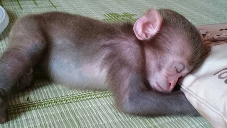 愛猿を育てていくためご支援を！設備を整えよりよい飼育環境に