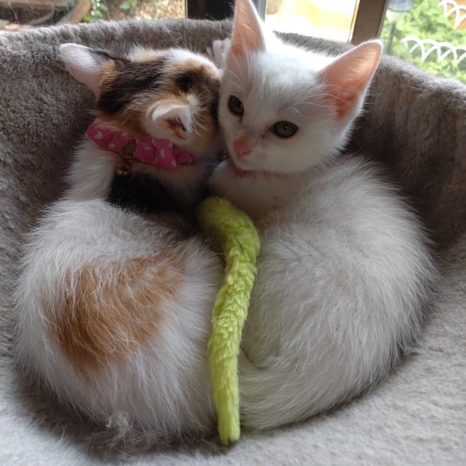 里親さんが決まりました🤗