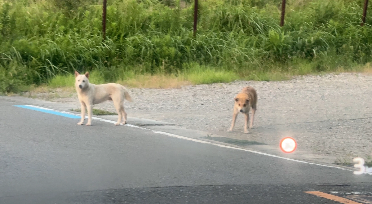 和歌山の野犬について