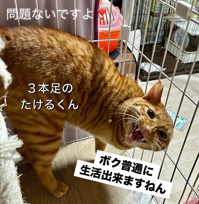 【第二ステップまであと８０万】キャリアだ子達にものんびりデッキで過ごさせてやりたい❣️