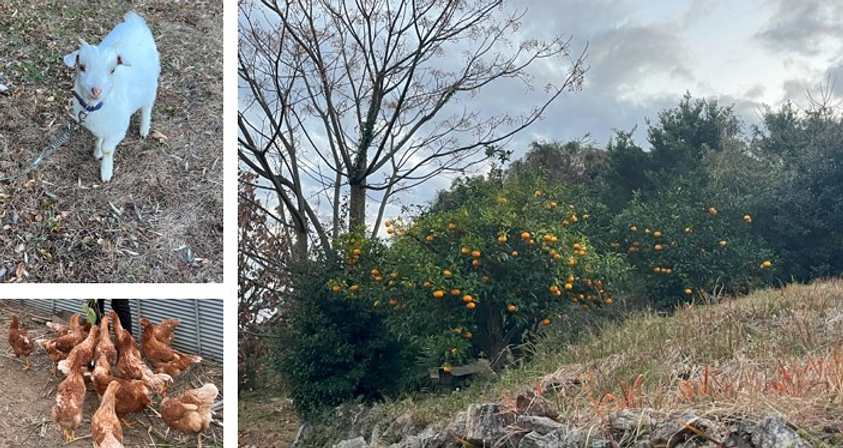 ビッグリトルファーム