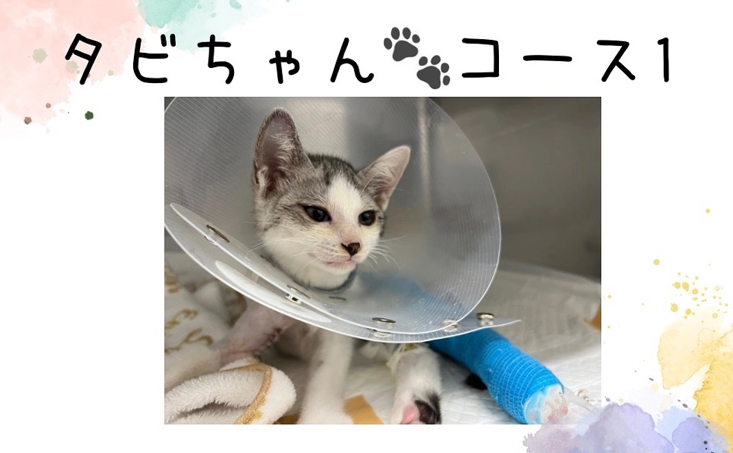 タビちゃんコース1