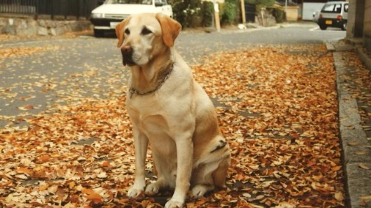 盲導犬クイールの命日