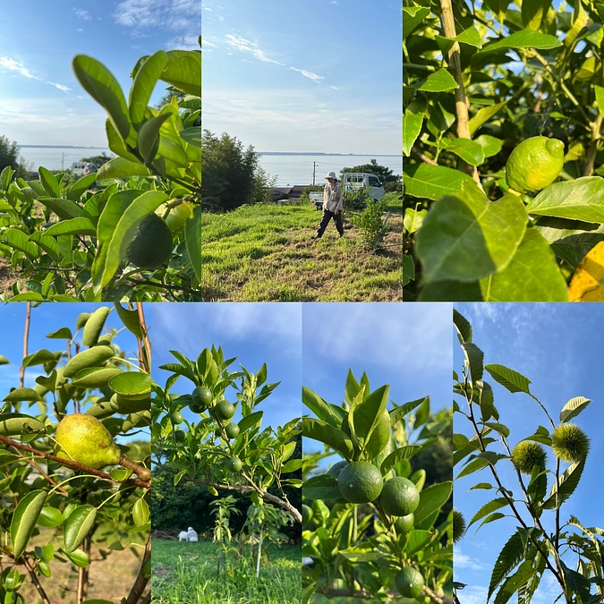 夏は早朝農作業