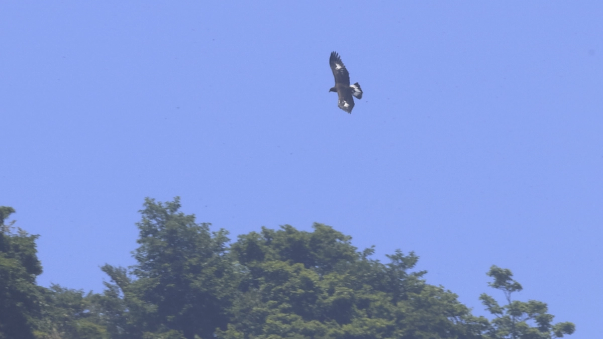 伊吹山のイヌワシ幼鳥「サーナ」2024年7月18-20 日