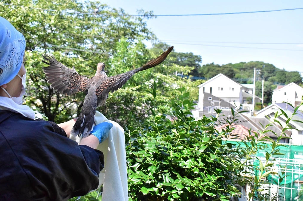 【リリース情報】左翼に粘着剤が付着していたキジバト