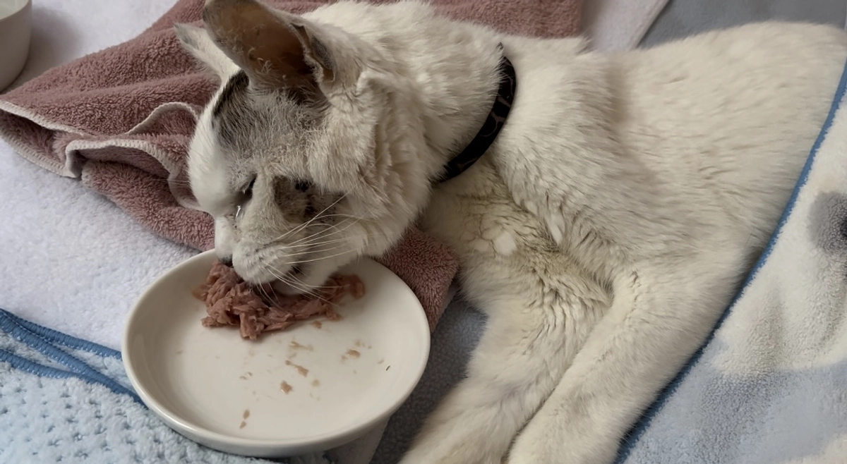 2024/07/22のご飯のドラちゃん