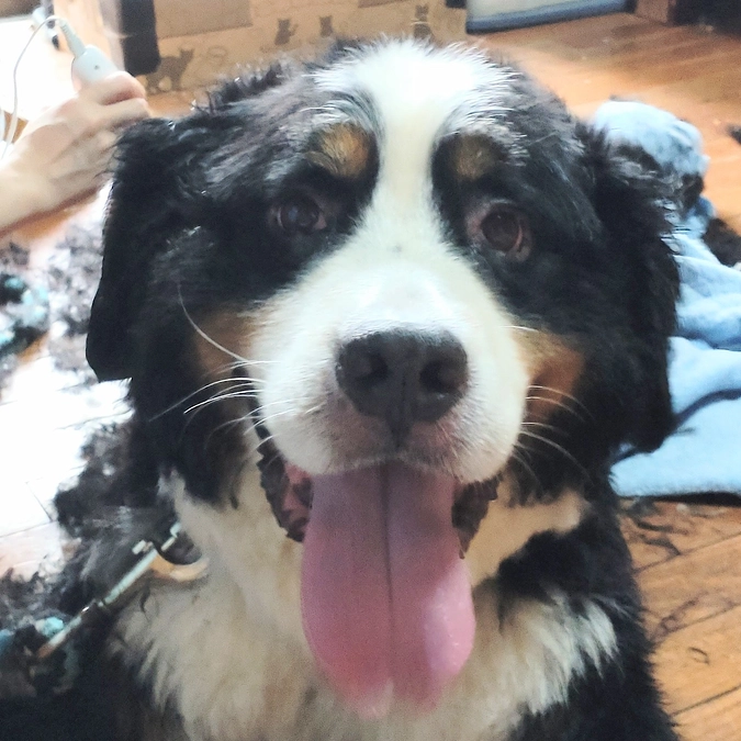 僕も　サッパリ⤴🐶