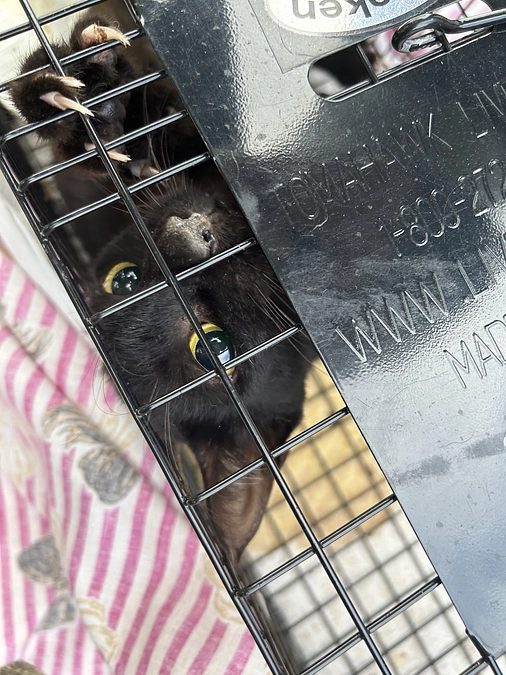 TNR活動　ご報告