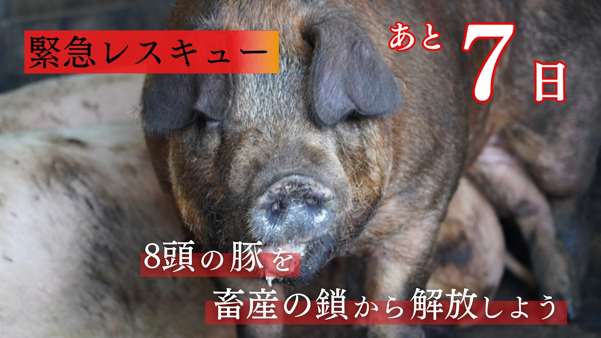 【終了まで残り7日】ハッシュタグ企画のご協力もよろしくお願いします