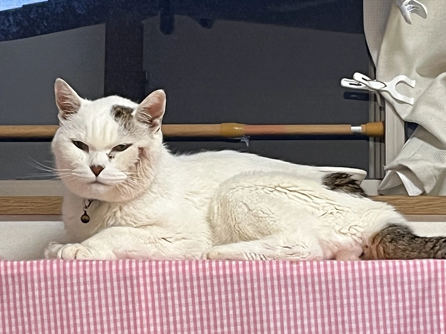 頬の膿が止まりました！