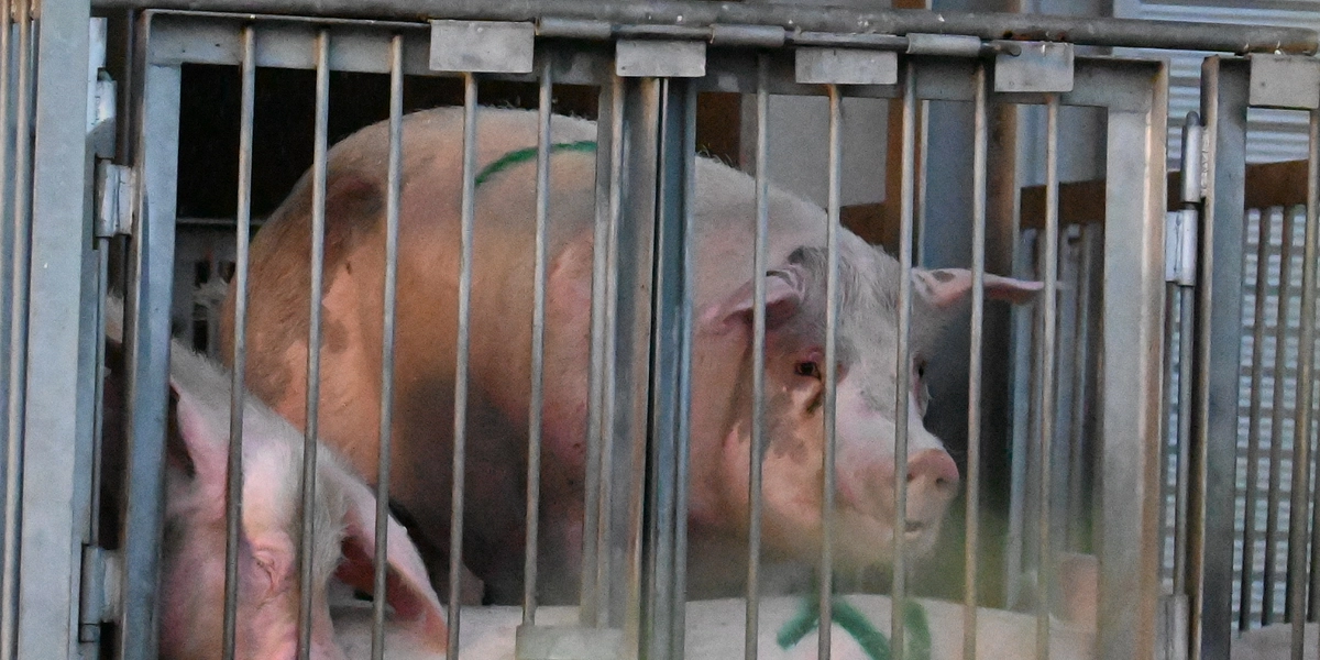 今日、明日、殺される　畜産の問題は毎日が緊急です