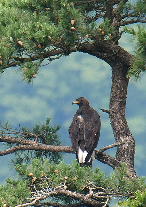 第6回伊吹山イヌワシ観察会のお知らせ