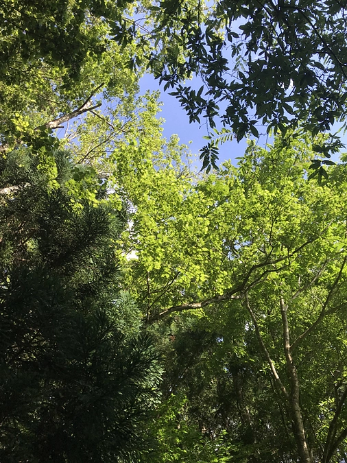 皆さんの素朴な疑問にお答えします『たくさん森がある中で、どうしてその森を選んだの？』