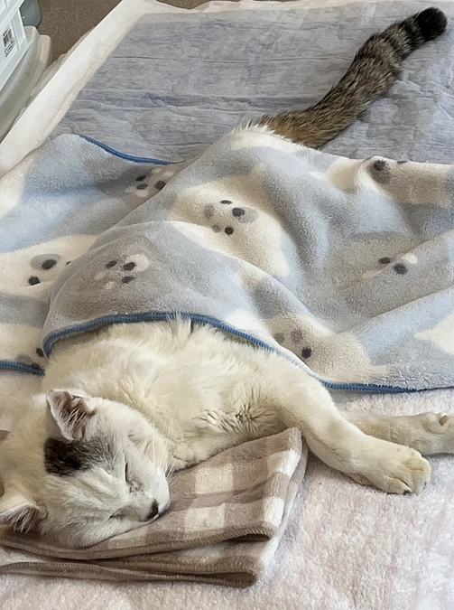 25日お熱が出ましたが、処置により次の日の26日には下がりました。