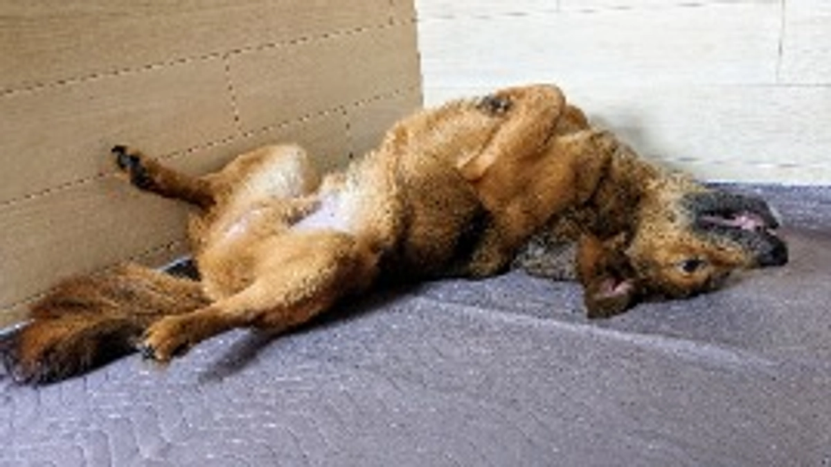 シェルターの近況