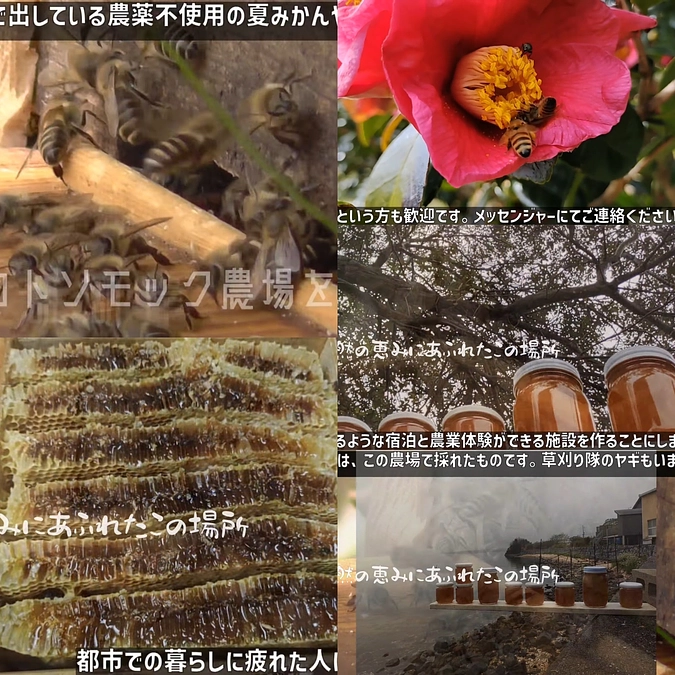 日本ミツバチの蜂蜜