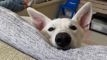 愛犬レオン（股関節形成不全）の治療費の協力願い のトップ画像