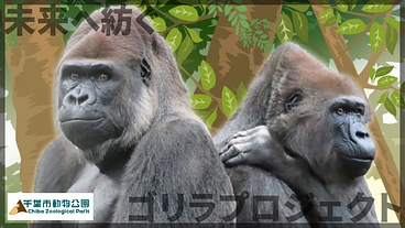 未来へ紡ぐゴリラプロジェクト｜動物福祉の向上と学術的知見を活かす！ のトップ画像