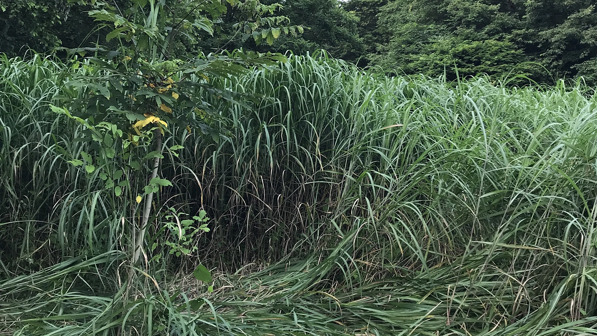 【今日の作業】ウメの樹まわりの草刈り