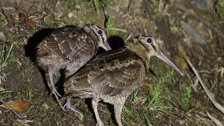 奄美群島に生息する絶滅危惧種アマミヤマシギの保全活動にご支援を！