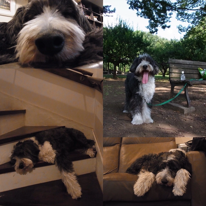 ドッグランを作ることにしました！