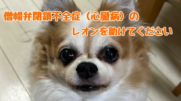 僧帽弁閉鎖不全症(心臓病)のレオンを助けてください。