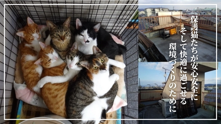 保護猫たちにも青空を見せてあげたい.