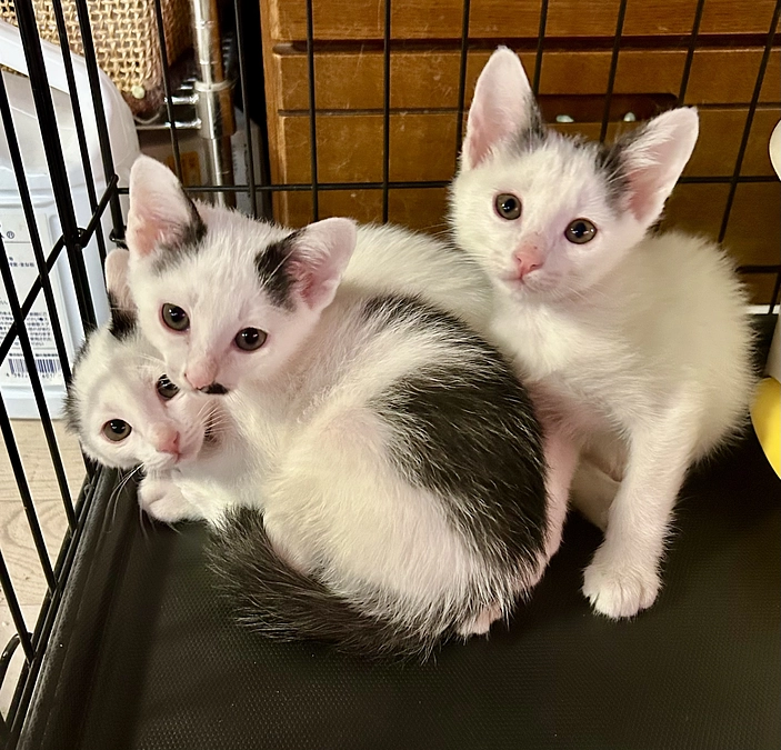 解体現場でブロック塀の下敷きになってた子達がこんなに元気になってます❤️