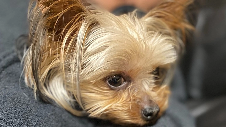 門脈体循環シャント手術でシェリーを助けてください　お願いします