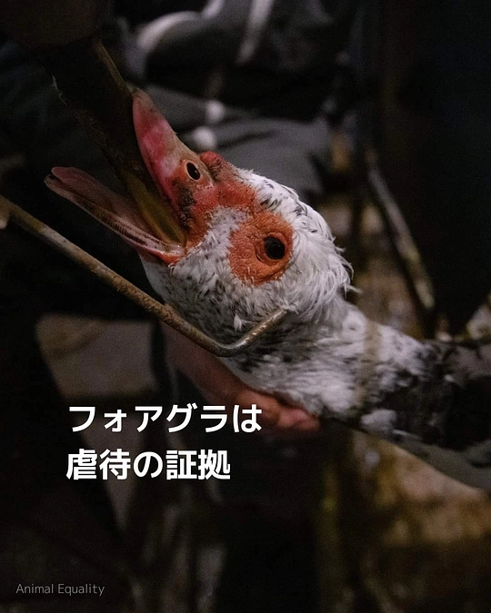 フォアグラは虐待の証拠