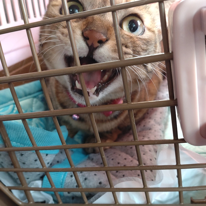 ワクチン接種💉