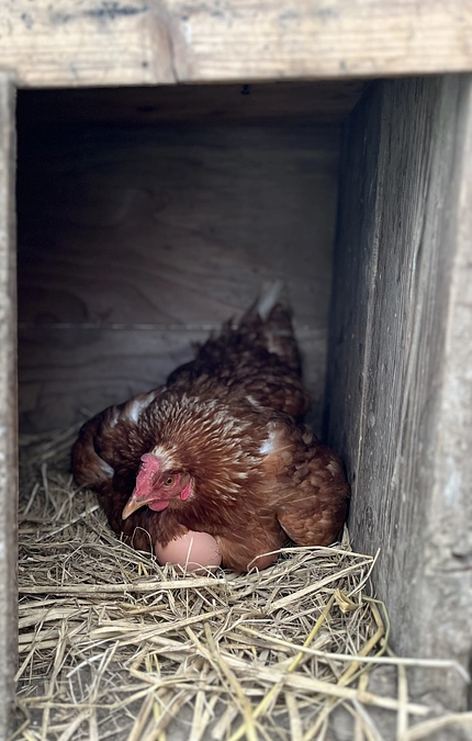 平飼い養鶏も増羽中