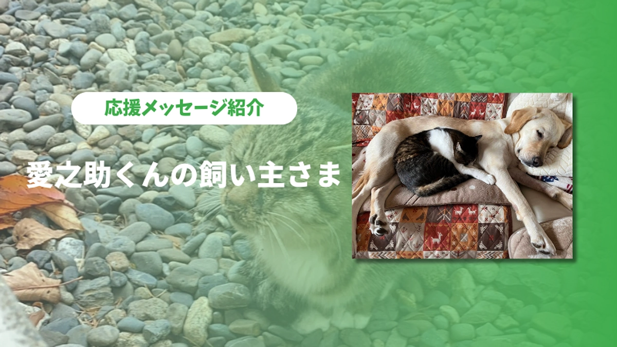 愛之助くんの飼い主さまより応援メッセージをいただきました
