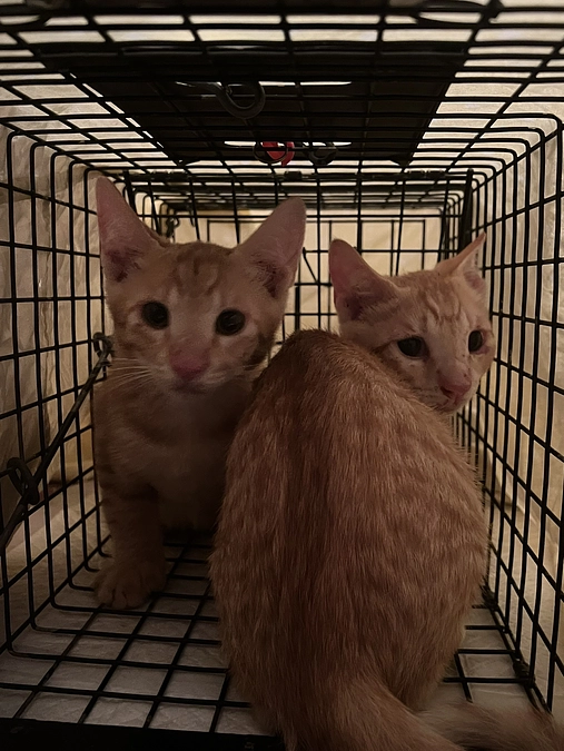 子猫が現場の床下から湧いてきてる状態です(T . T)