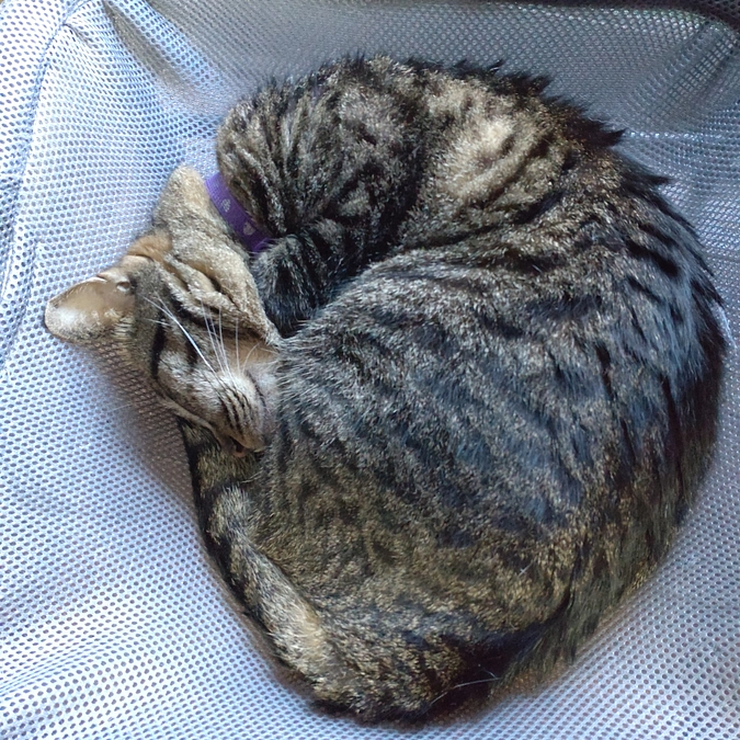 気持ち良いニャン⤴💤