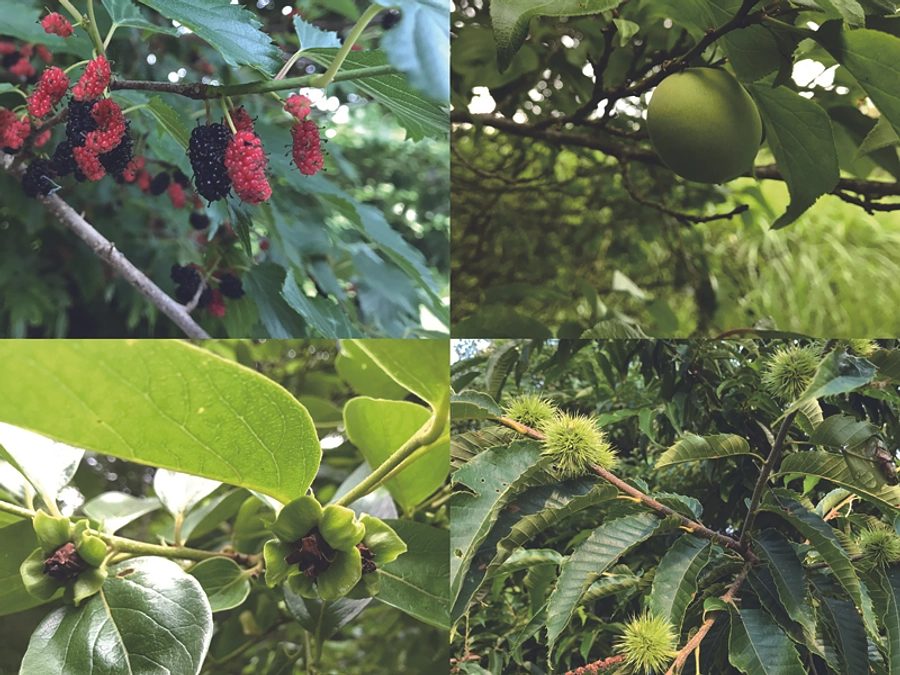 皆さんの素朴な疑問にお答えします『「〇〇の手入れをします」って何？』