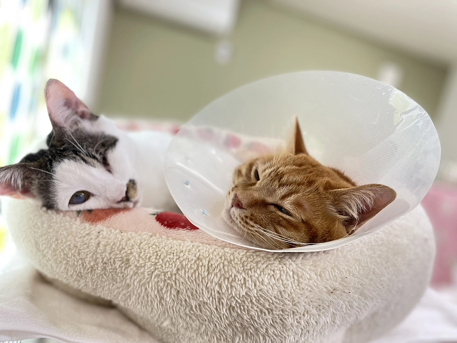 クラウドファンディング開始しました。