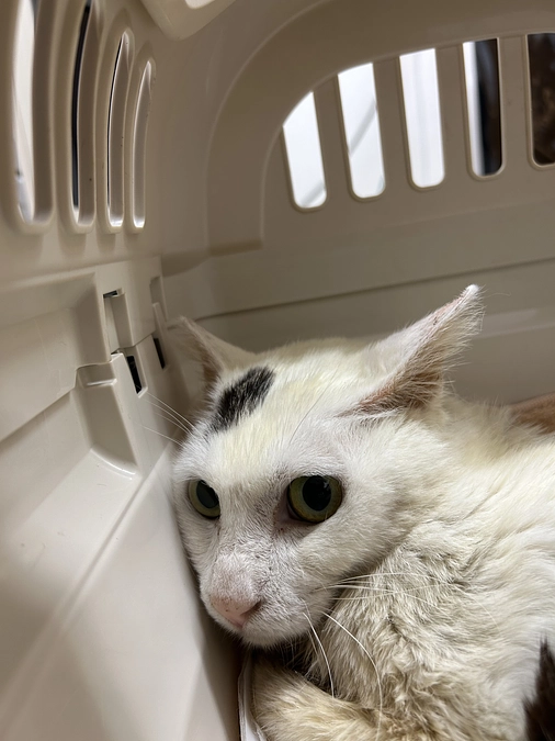 ダブルキャリアのイクラくん　貧血のため輸血してもらいました🏥