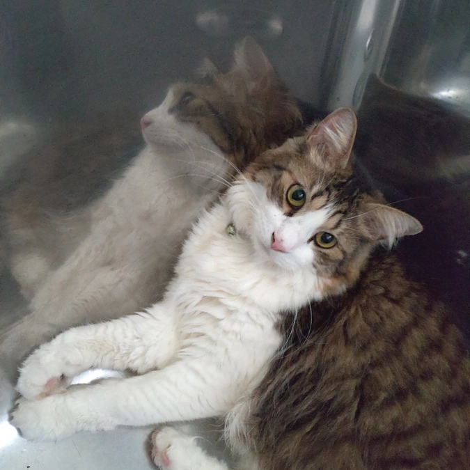 涼しいのか　ニャン⁈😁