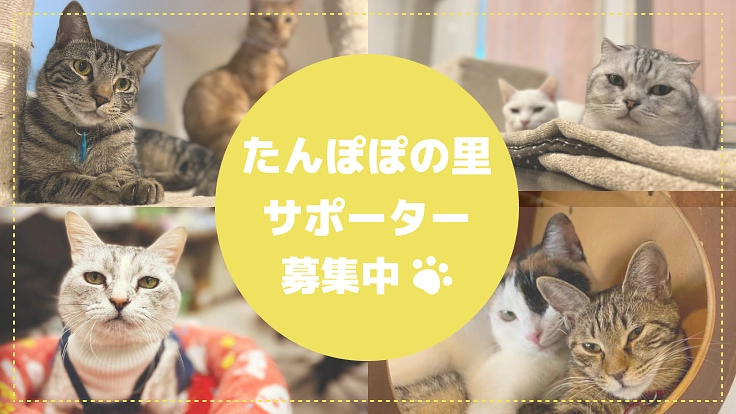 たんぽぽの里サポーター募集中！保護活動に必要な費用にご支援を
