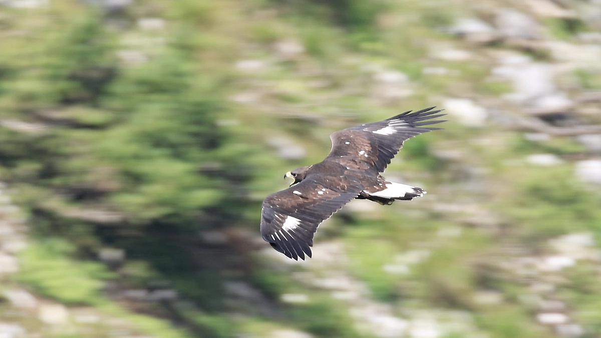伊吹山のイヌワシ幼鳥「サーナ」2024年7月22 26日　狩りの練習
