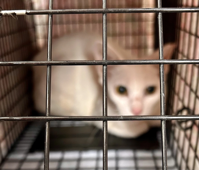 テレビ報道　保護猫もだけどTNRの大切さもっと伝えて欲しい❣️