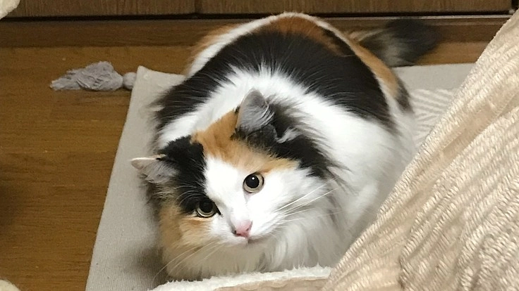 工事中の事故で大怪我した保護猫を助けたい