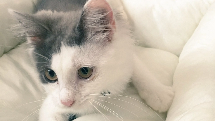 TNR活動を応援！厳しい環境で生きるのら猫を増やさないために。