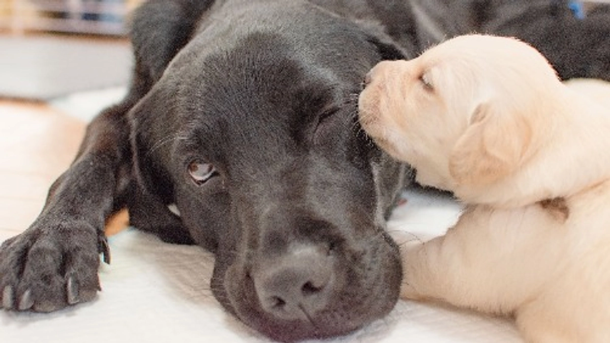 生まれてくる子犬たちが健康であること