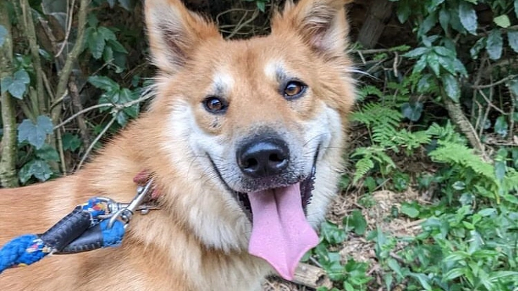 高台にある傾きかけた犬舎｜CAPINの施設工事にご支援ください！