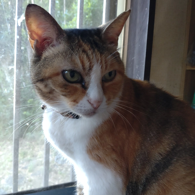 定位置ニャン😸