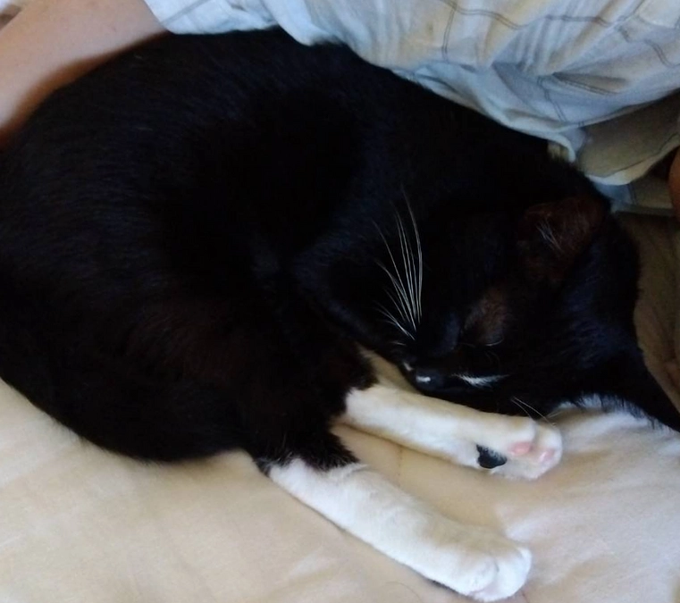 8/15今日のはなちゃん